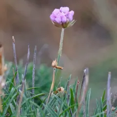 Sea Thrift thumbnail 2