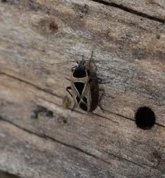 Mediterranean Seed Bug thumbnail 4