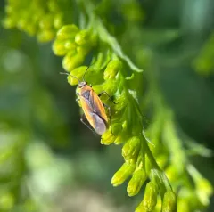 Black Locust Bug thumbnail 3