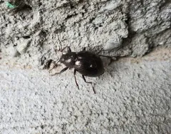 Contracted Darkling Beetle thumbnail 4