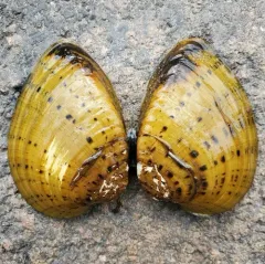 Butterfly Mussel thumbnail 3