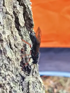 Sirex californicus thumbnail 2