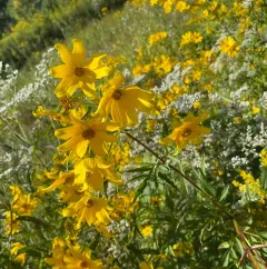 Tickseed Sunflower thumbnail 4