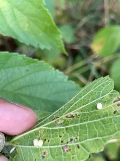 Hackberry Globular Leaf Gall Midge thumbnail 3