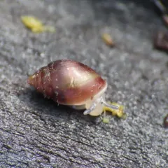 Mouse-eared Snail thumbnail 3