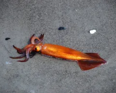 Northern Shortfin Squid thumbnail 4