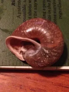 Puget Oregonian thumbnail 2