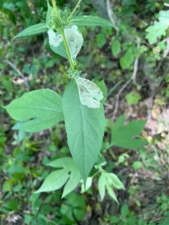 Calycomyza ambrosiae thumbnail 3