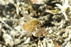 Anastoechus melanohalteralis thumbnail 2