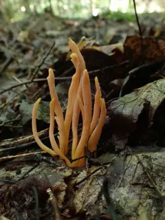 Flame fungus thumbnail 2