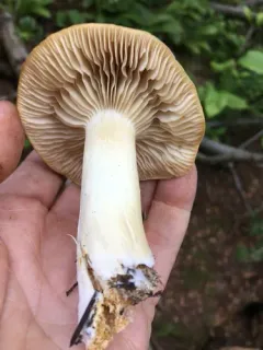 Tricholoma platyphyllum thumbnail 3