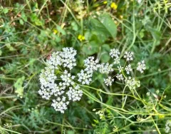 Burnet-saxifrage thumbnail 3