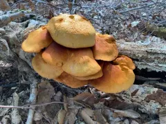 Spectacular Rustgill thumbnail 3