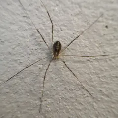 Opilio parietinus thumbnail 3