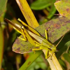 Striped Sedge Grasshopper thumbnail 3