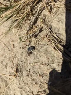 Stenomorpha opaca thumbnail 2