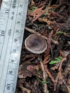 Cortinarius fuscoflexipes thumbnail 1