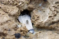 Pentacora sphacelata thumbnail 3
