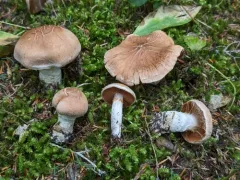 woolly webcap thumbnail 3