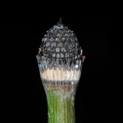 rough horsetail thumbnail 5