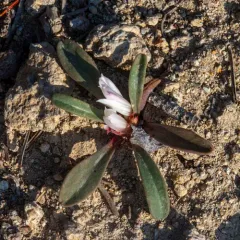 Sacajawea's Bitterroot thumbnail 4