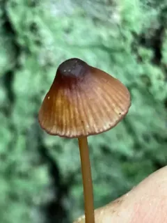 Mycena subsanguinolenta thumbnail 2