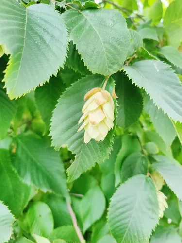 European Hop-hornbeam