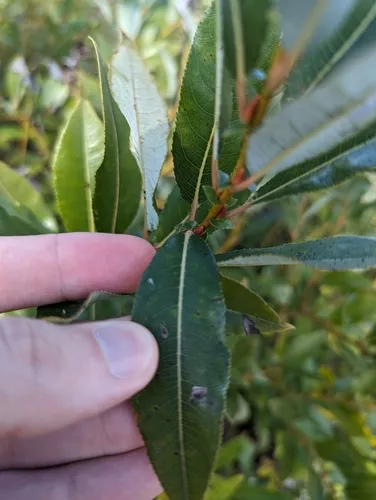 Blueleaf Willow