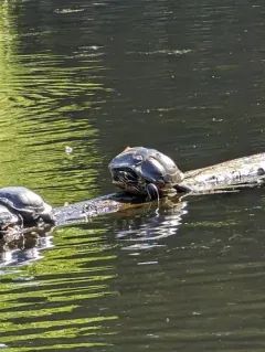 River Cooter thumbnail 1