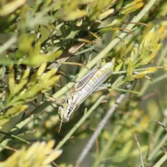 Snakeweed Grasshopper thumbnail 4