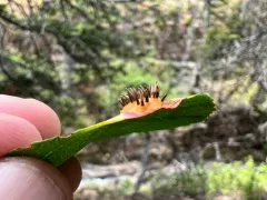 Gymnosporangium nelsonii thumbnail 2