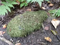 Oake's Wood-moss thumbnail 1