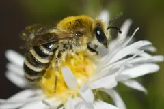 American Cellophane Bee thumbnail 2