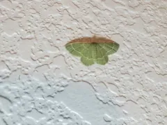 Thin-lined Emerald thumbnail 3