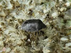 Holcostethus tristis thumbnail 2