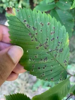 Platychora ulmi thumbnail 1