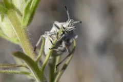 Prionosoma podopioides thumbnail 2