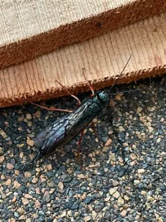 Sirex californicus thumbnail 3