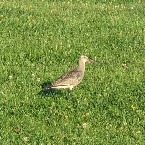 Hudsonian Godwit