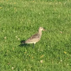 Hudsonian Godwit thumbnail 1