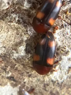 Holostrophus bifasciatus thumbnail 2