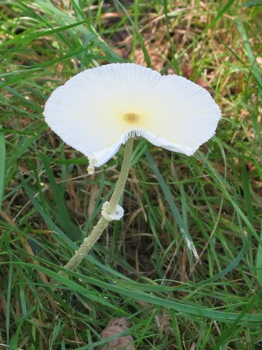 Fragile Dapperling