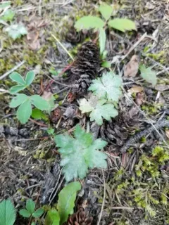 Podosphaera macrospora thumbnail 2