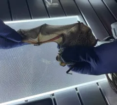 Northern Hoary Bat thumbnail 3