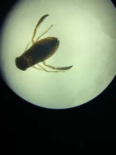 Cymatia americana thumbnail 4