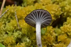 Cuphophyllus cinerellus thumbnail 3