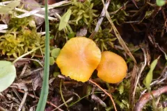 Hygrocybe glacialis thumbnail 2