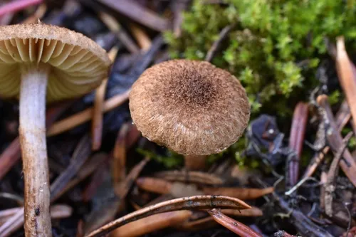 Inocybe polytrichi-norvegici