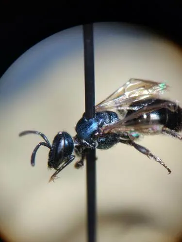 Marin County Sweat Bee
