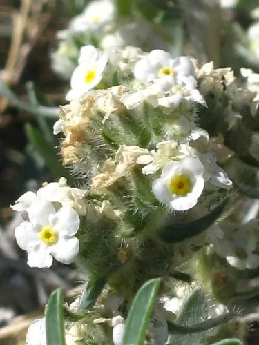 Mountain Cryptantha